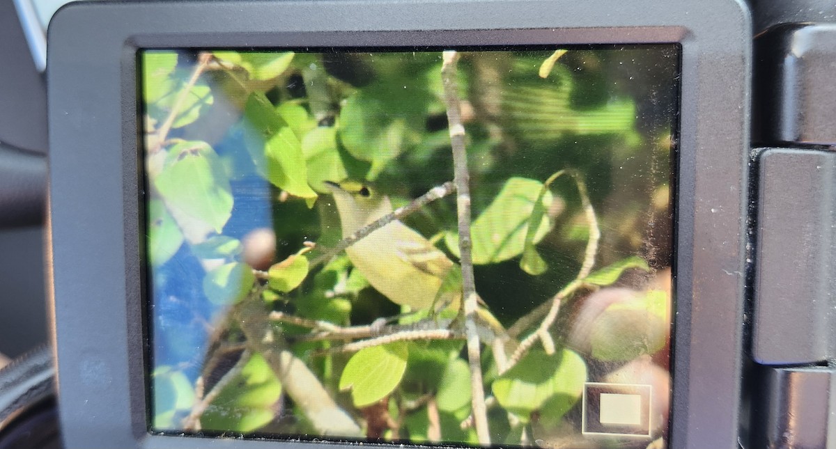 White-eyed Vireo - ML643053697
