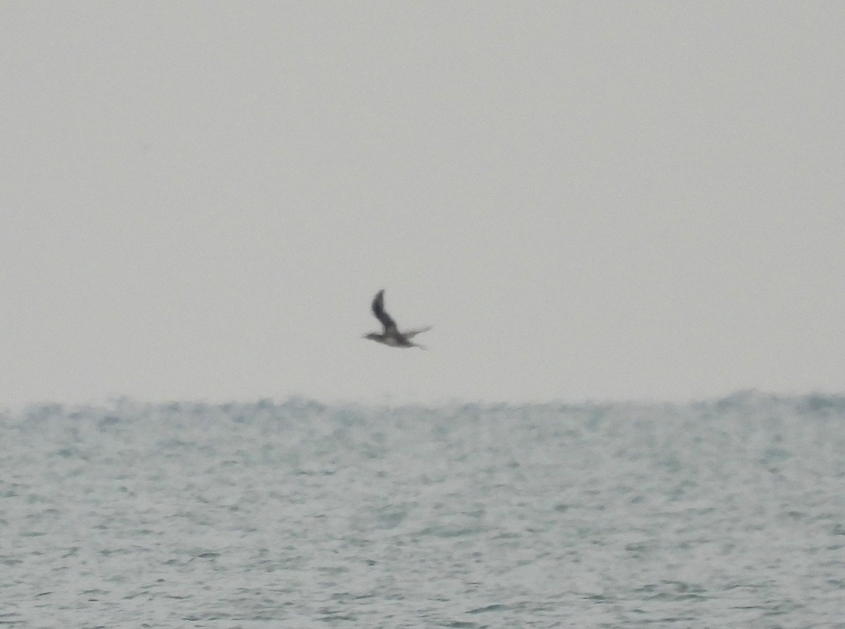 Northern Gannet - ML643053703