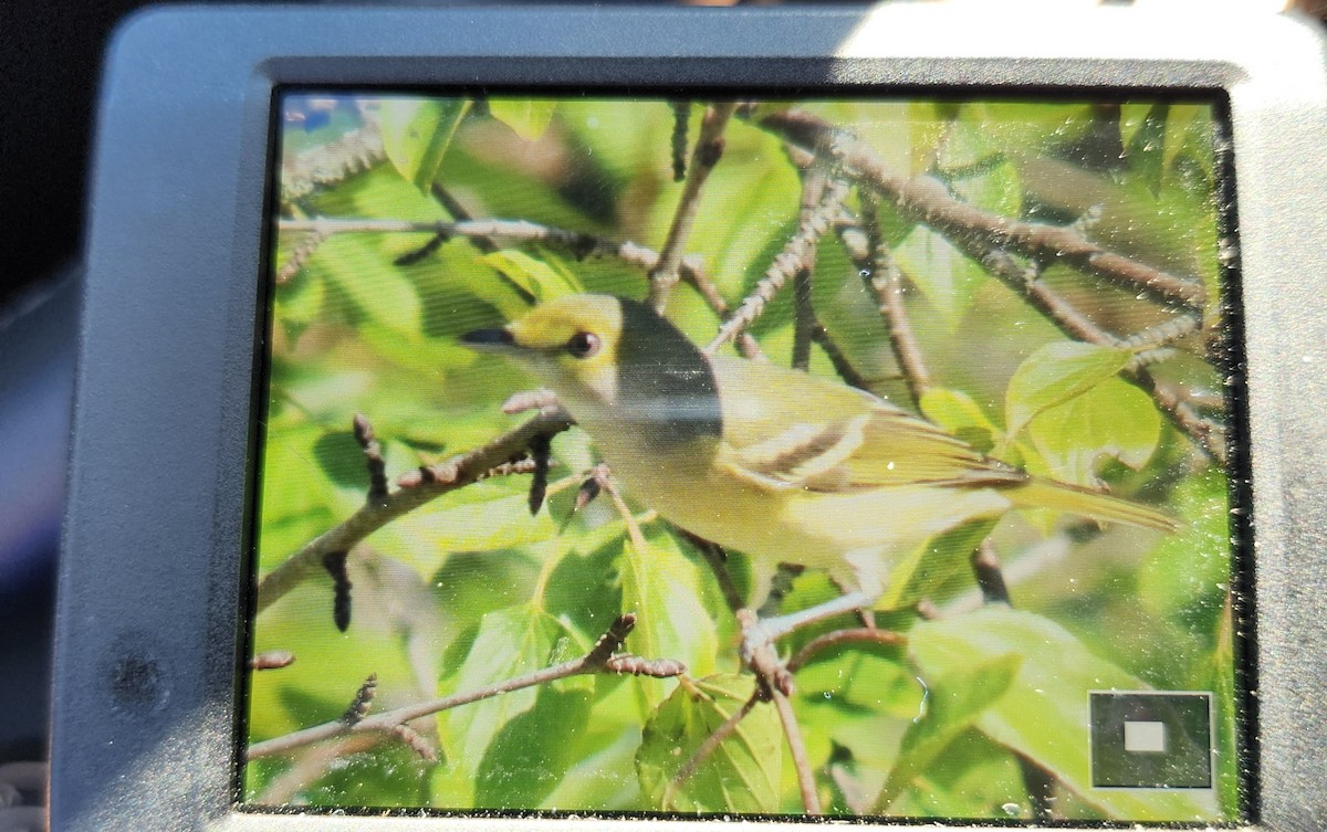 White-eyed Vireo - ML643053707