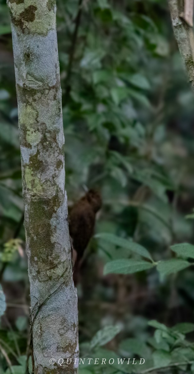 Plain-winged Woodcreeper - ML643053750