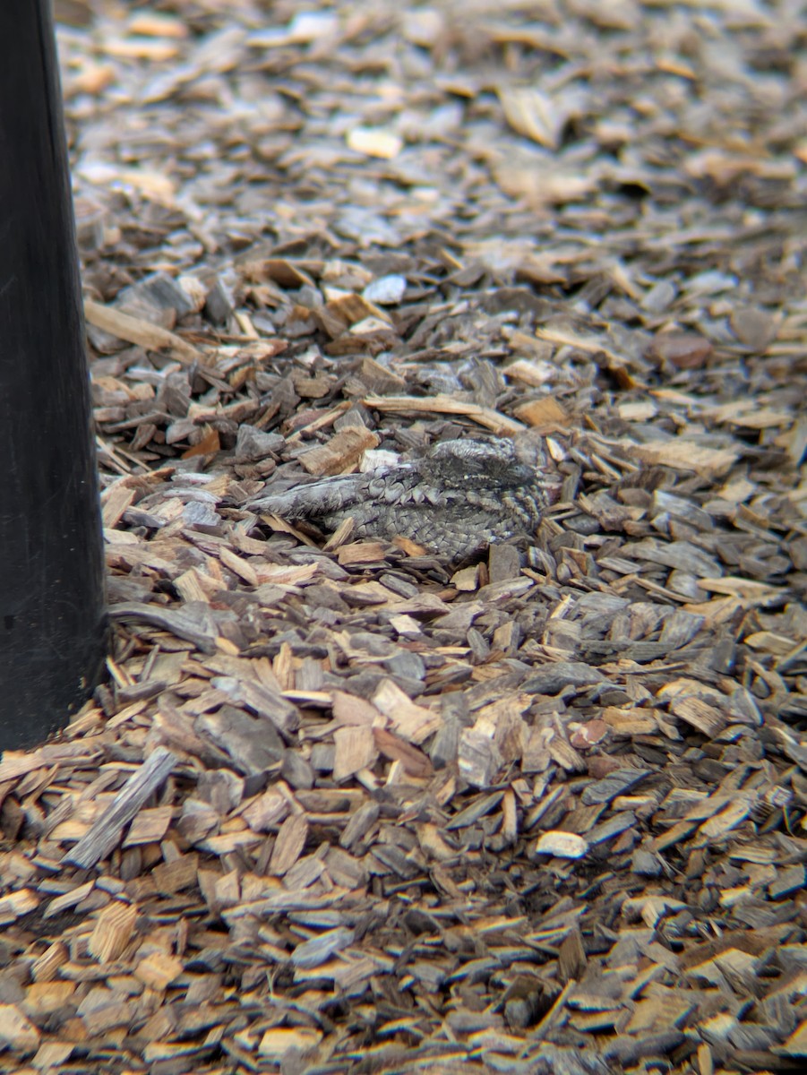 Common Poorwill - ML643053767