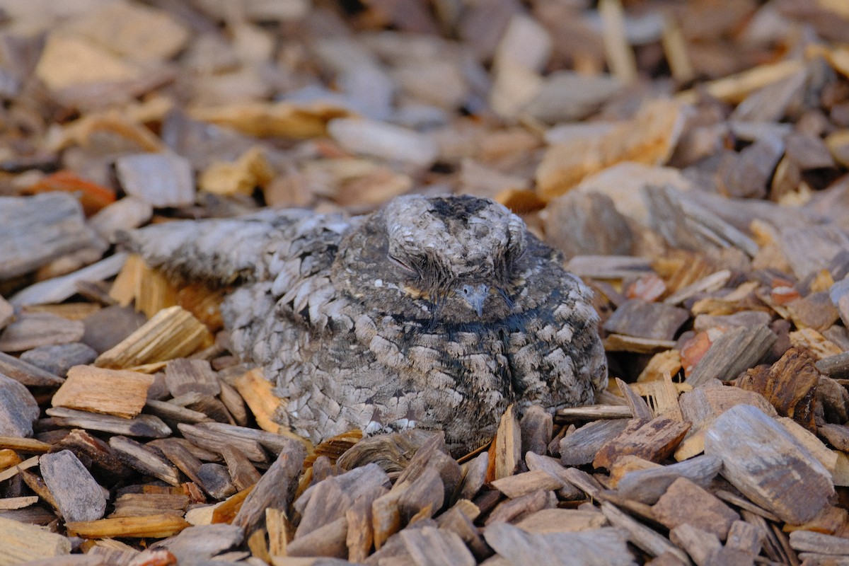 Common Poorwill - ML643053773