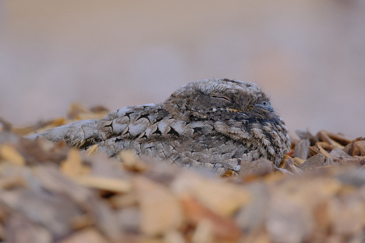 Common Poorwill - ML643053774