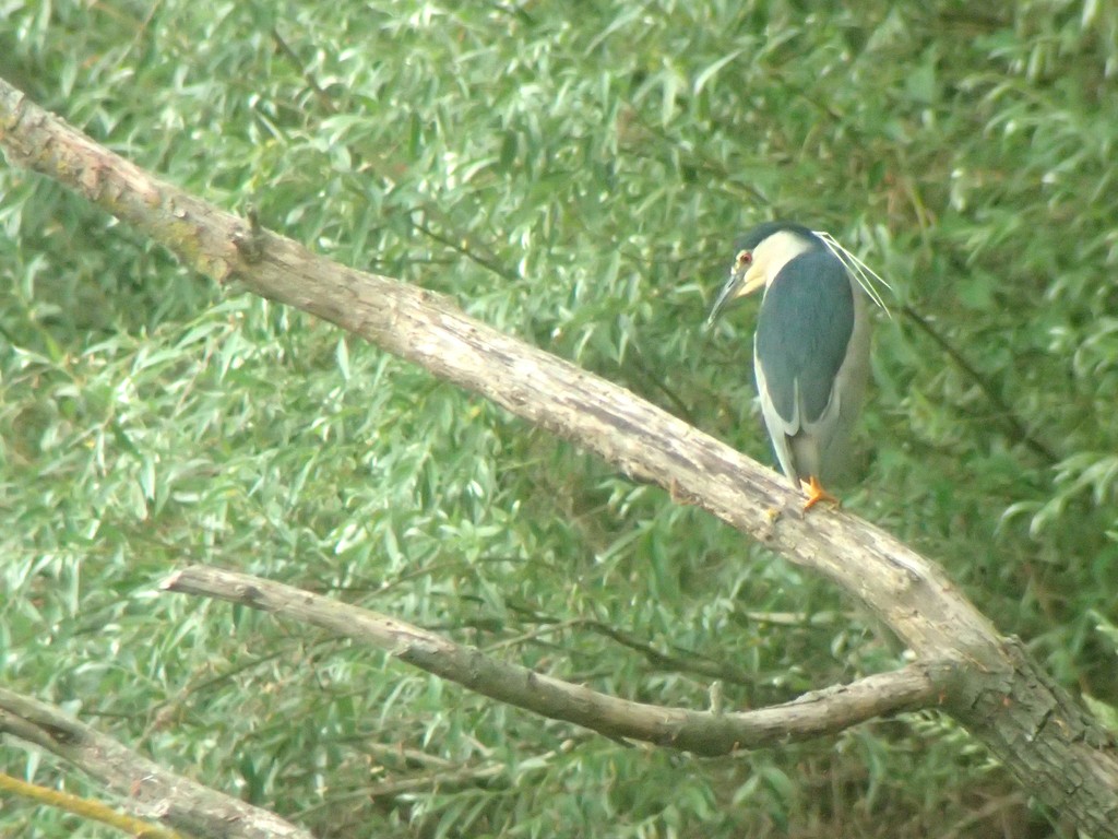 Black-crowned Night Heron - ML643053785