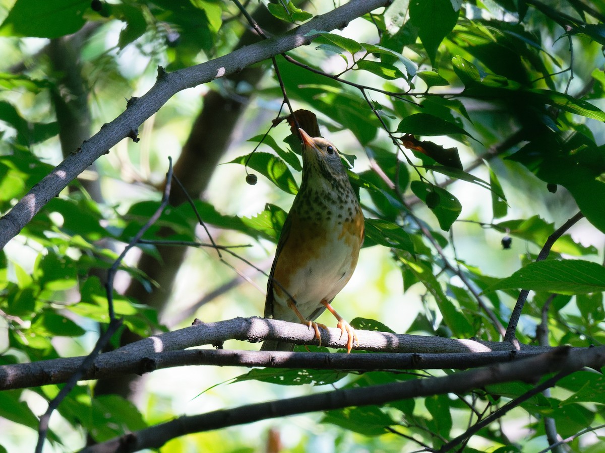 Gray-backed Thrush - ML643053817
