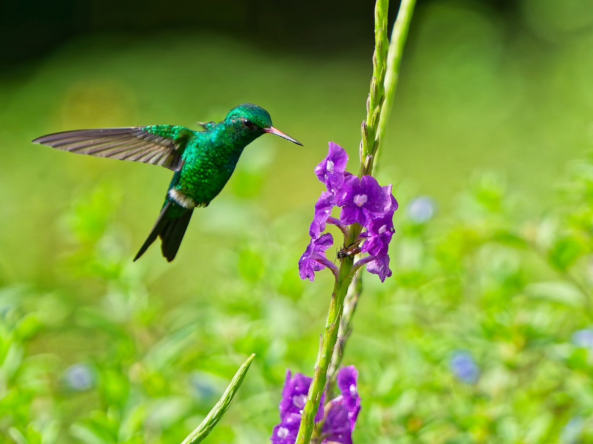 Canivet's Emerald - ML643053819