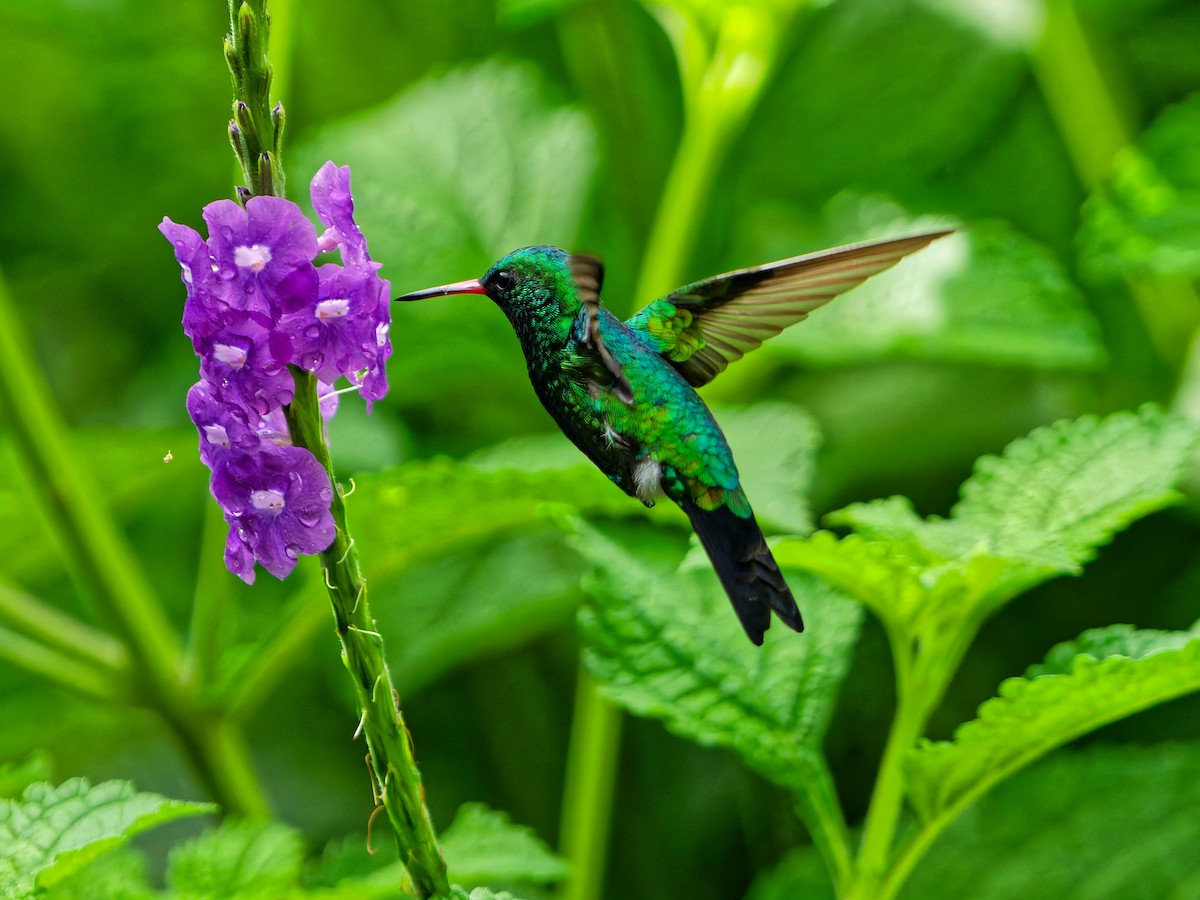 Canivet's Emerald - ML643053820