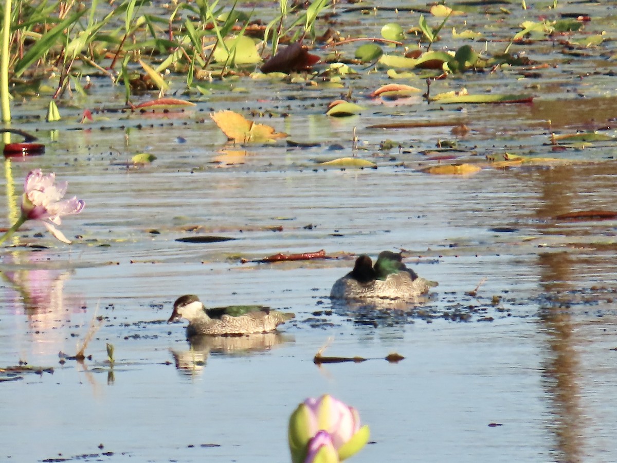 Green Pygmy-Goose - ML643053821