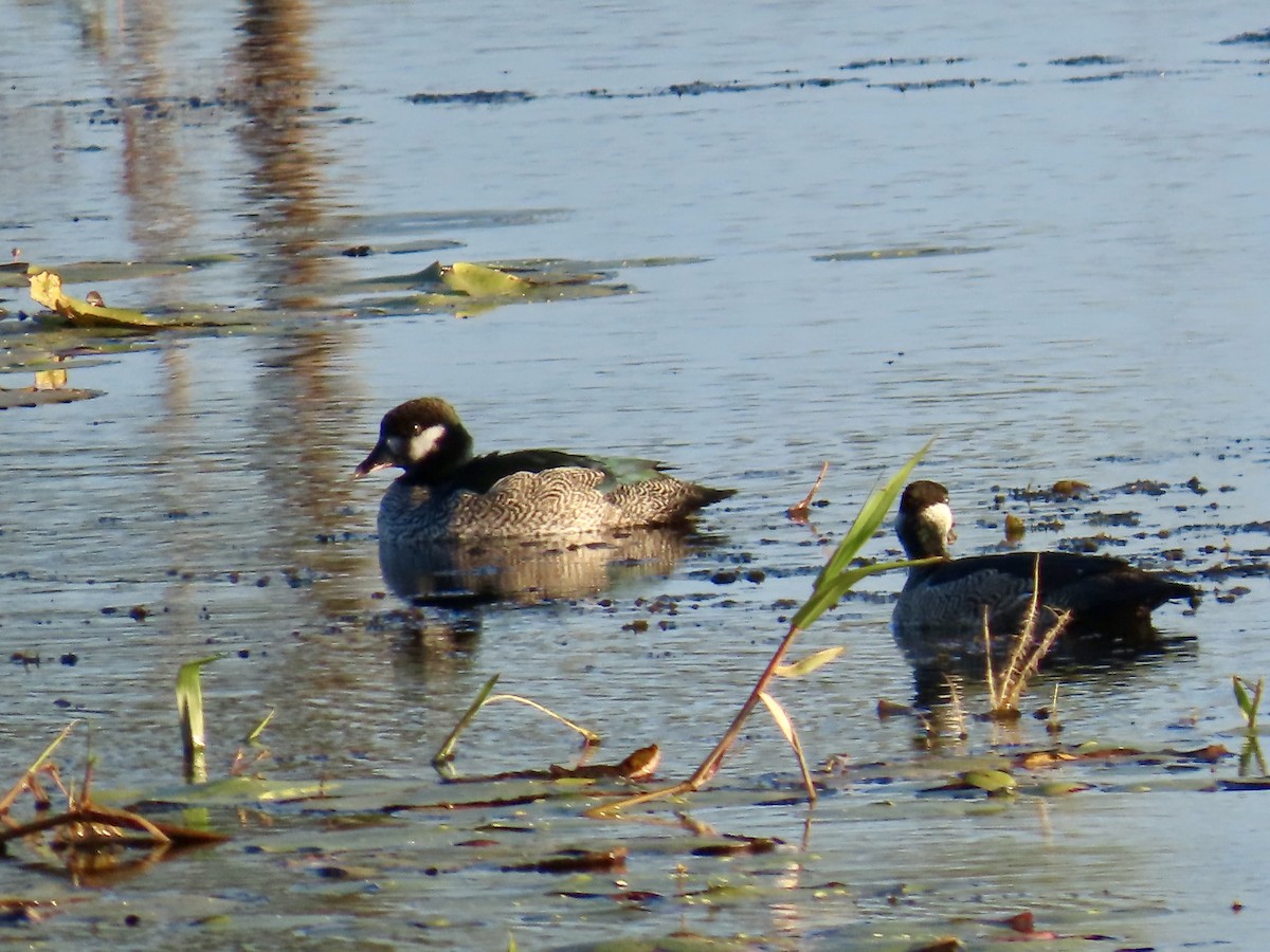 Green Pygmy-Goose - ML643053822