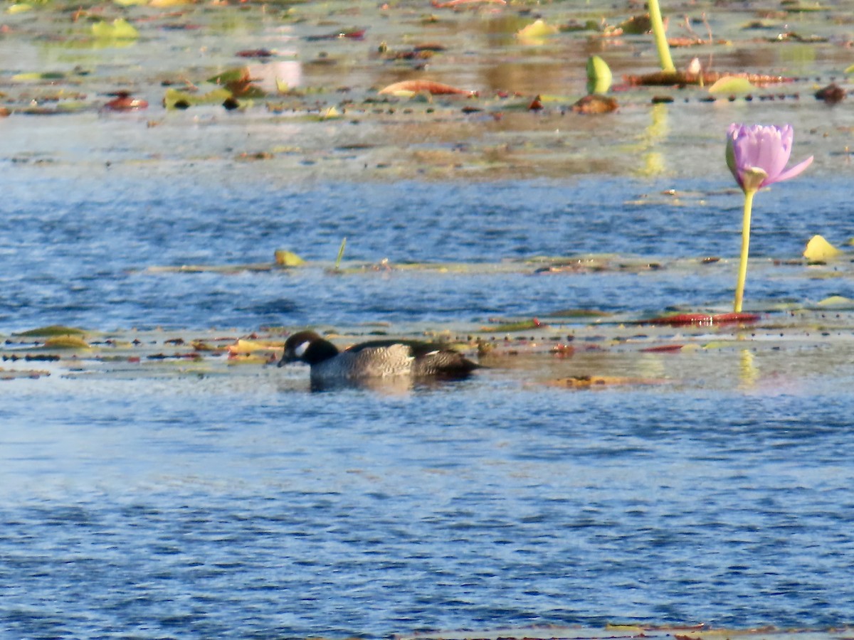 Green Pygmy-Goose - ML643053823