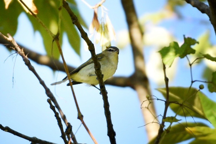 Red-eyed Vireo - ML643053862