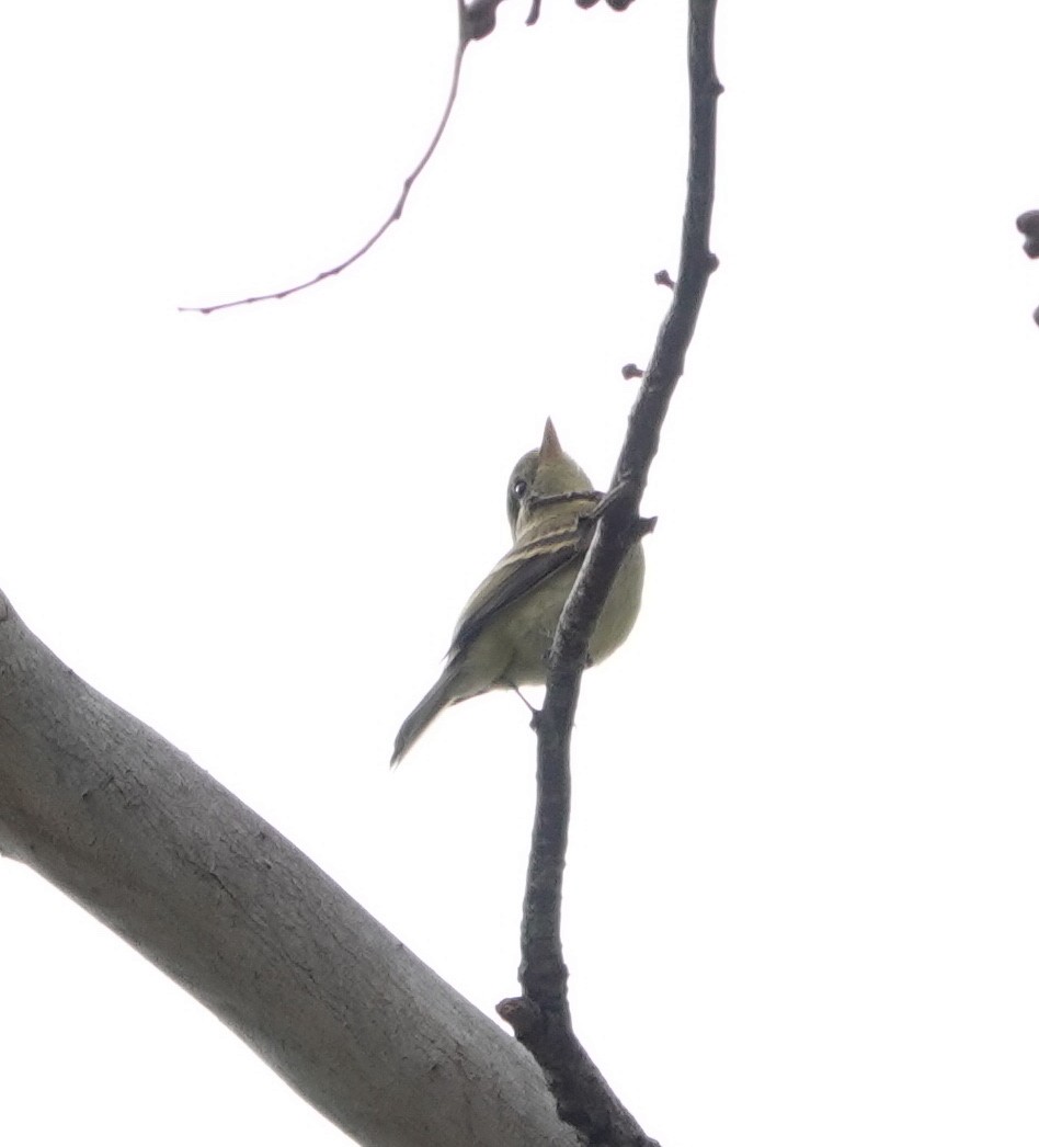 Western Flycatcher - ML643053910