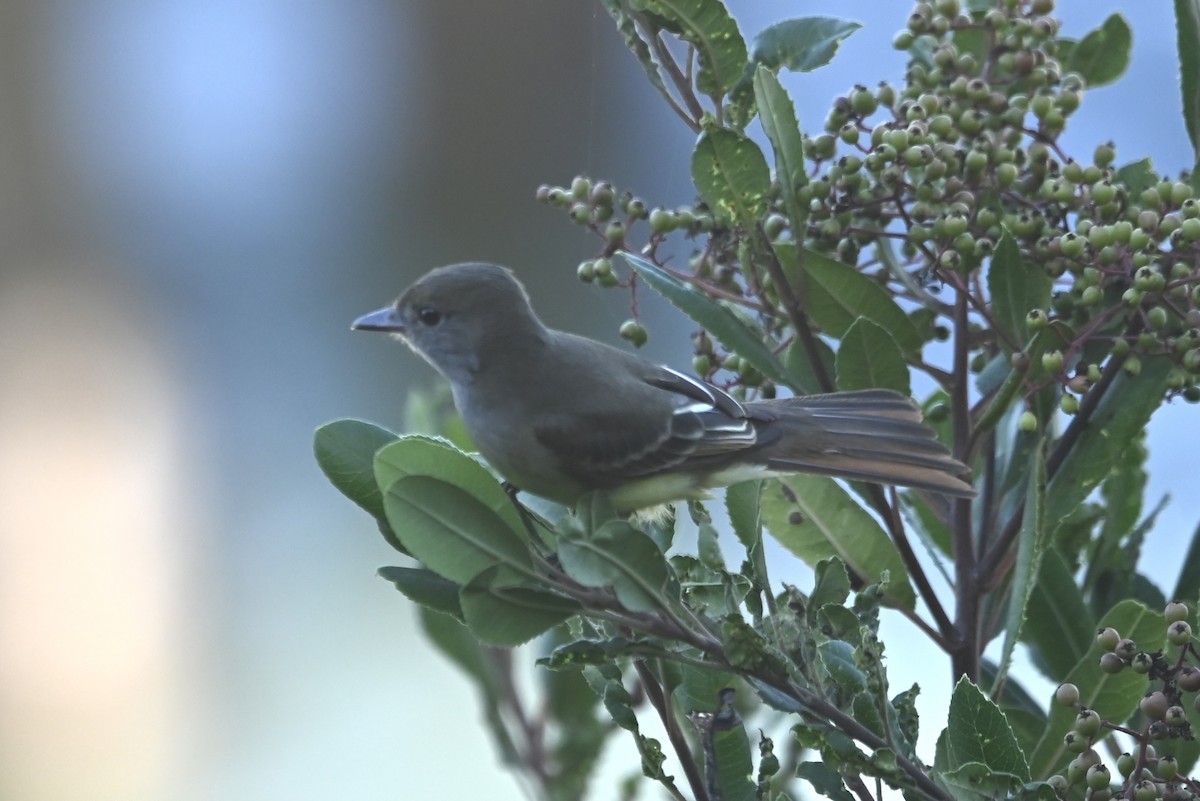 Great Crested Flycatcher - ML643053918