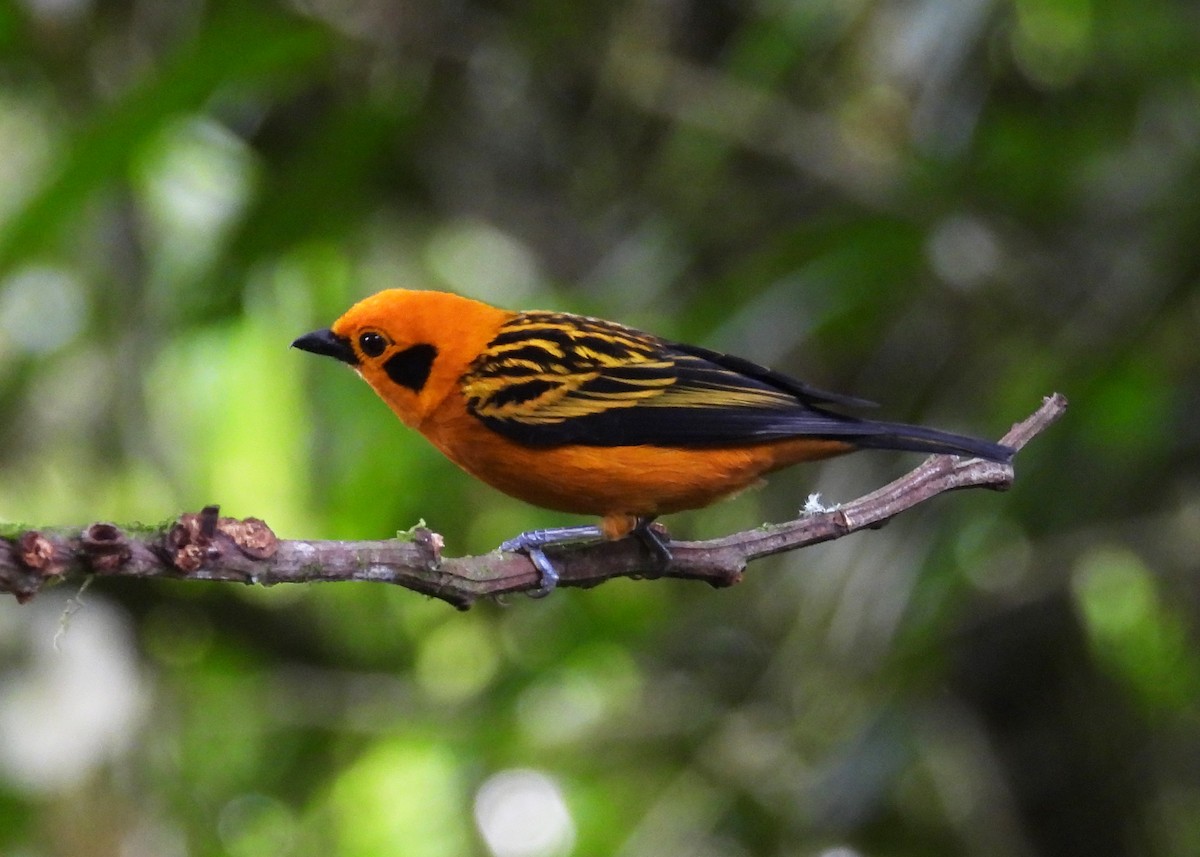 Golden Tanager - ML643053920