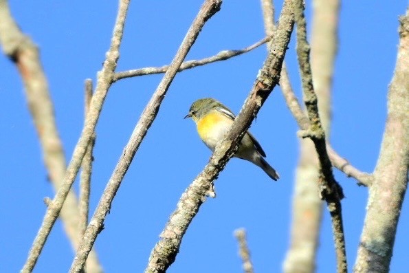 Northern Parula - ML643053921