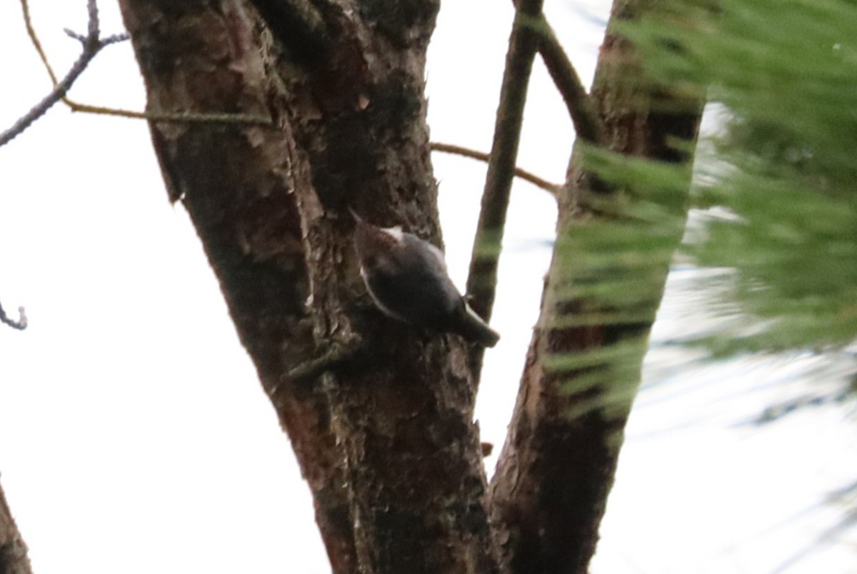 Brown-headed Nuthatch - ML643053924