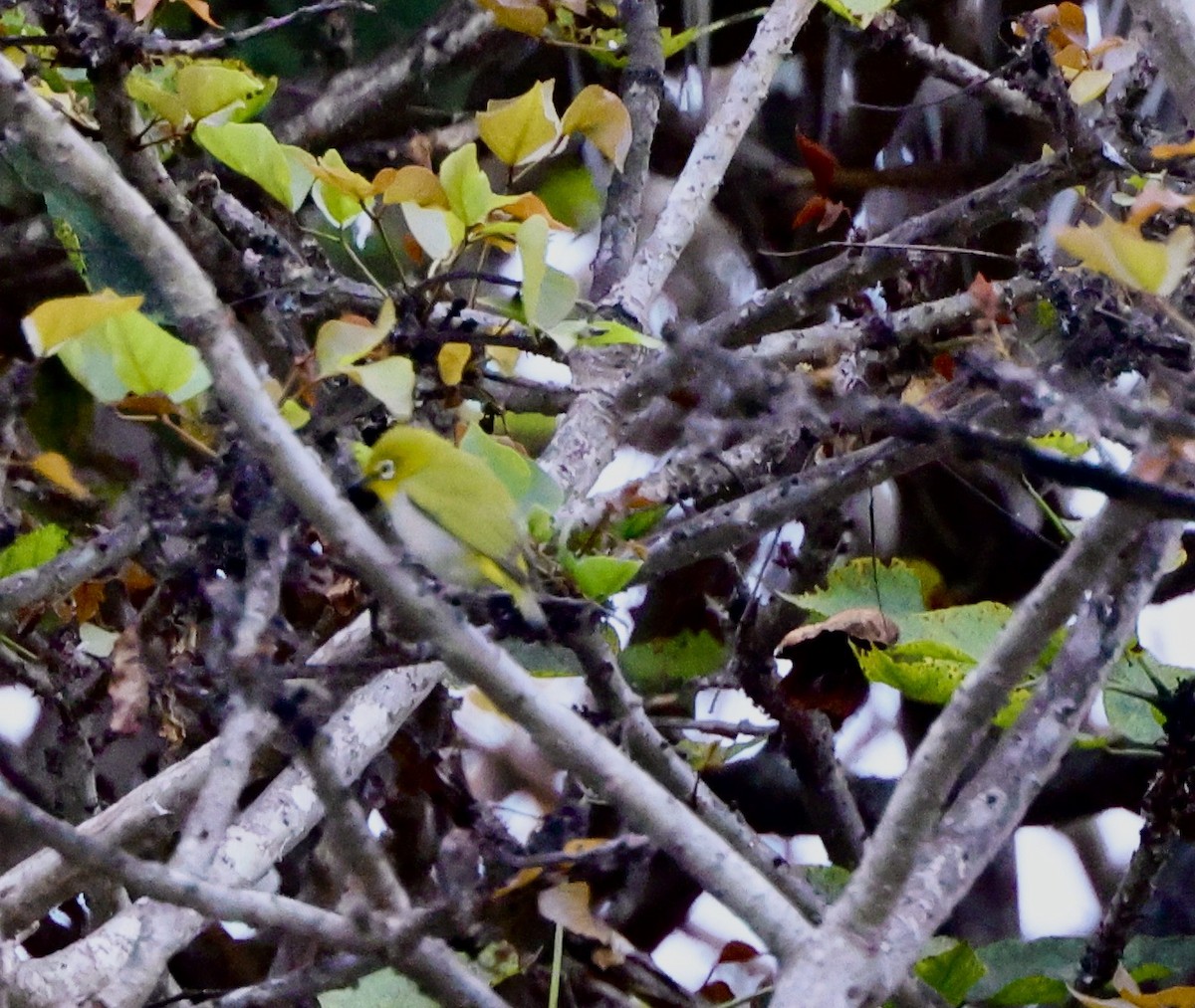 Swinhoe's White-eye - ML643053931
