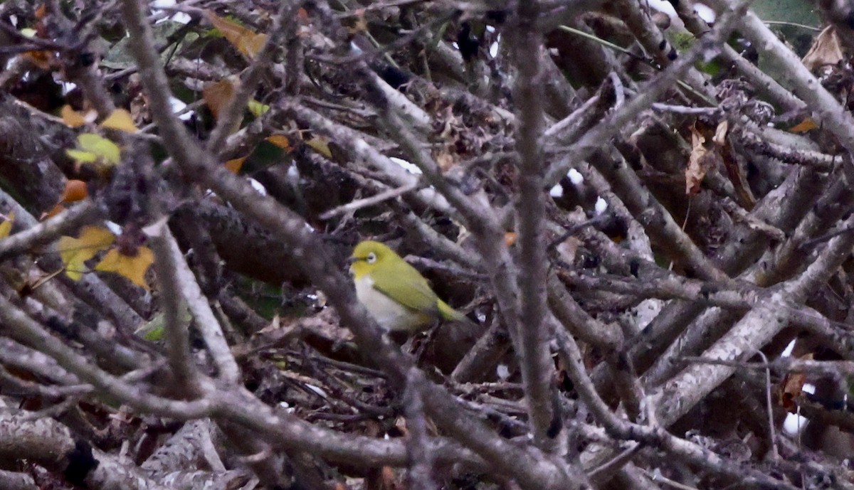 Swinhoe's White-eye - ML643053932