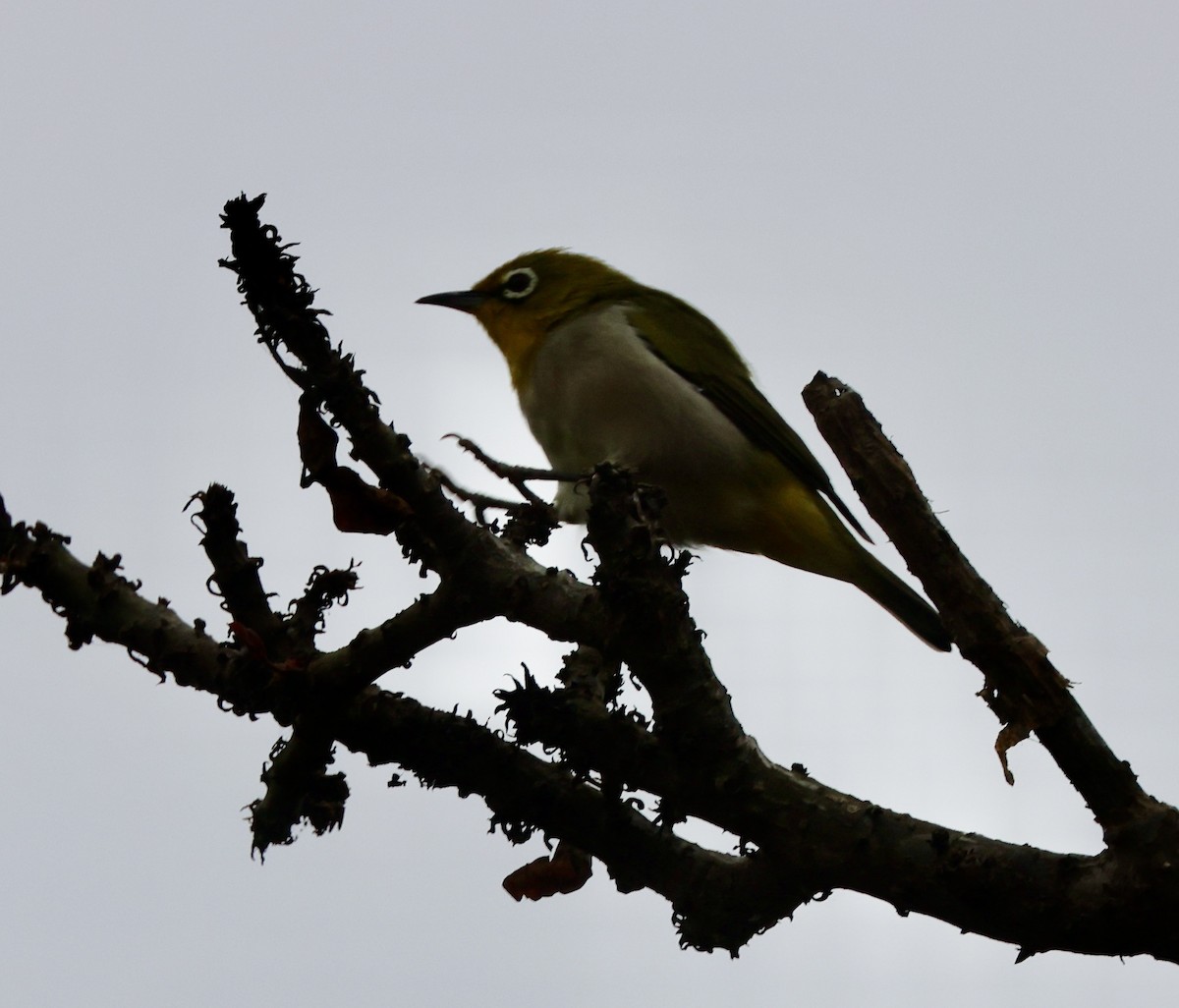 Swinhoe's White-eye - ML643053933