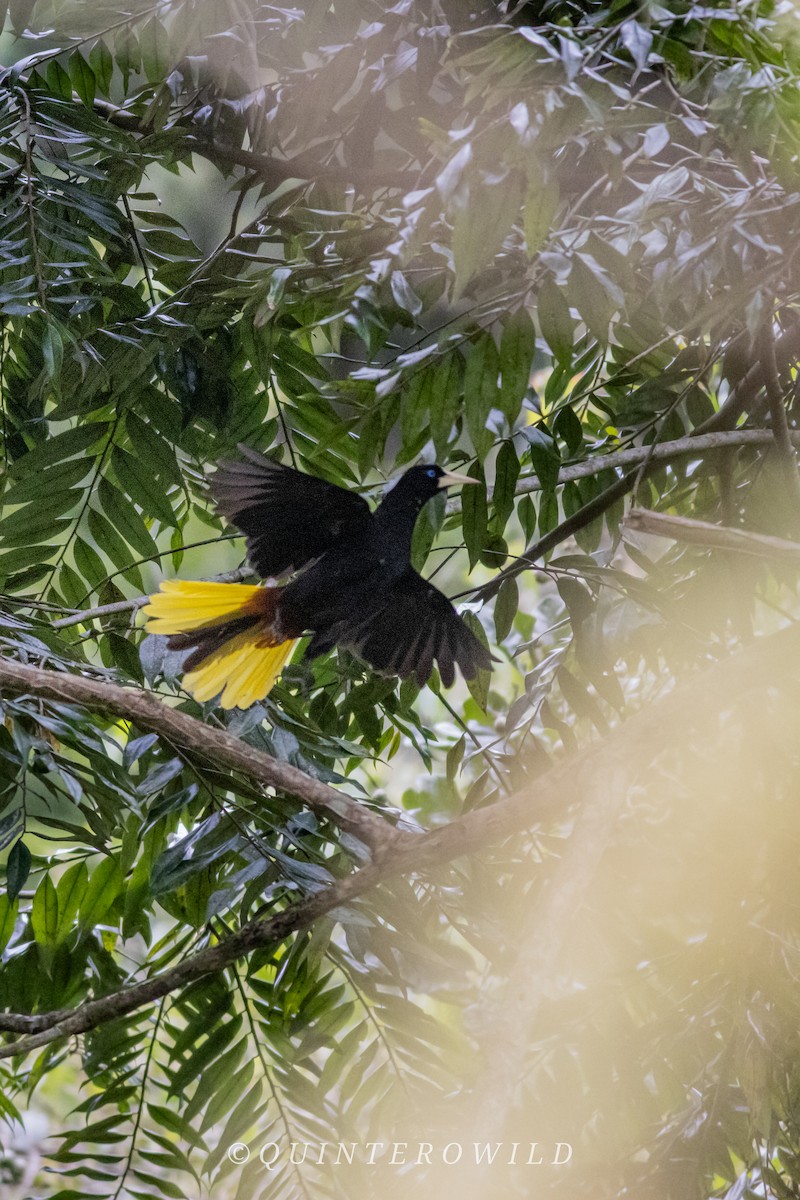 Crested Oropendola - ML643053934