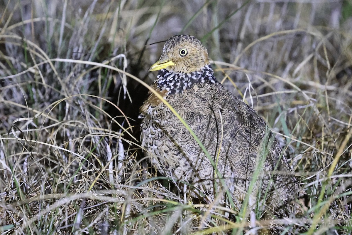 Plains-wanderer - ML643053935
