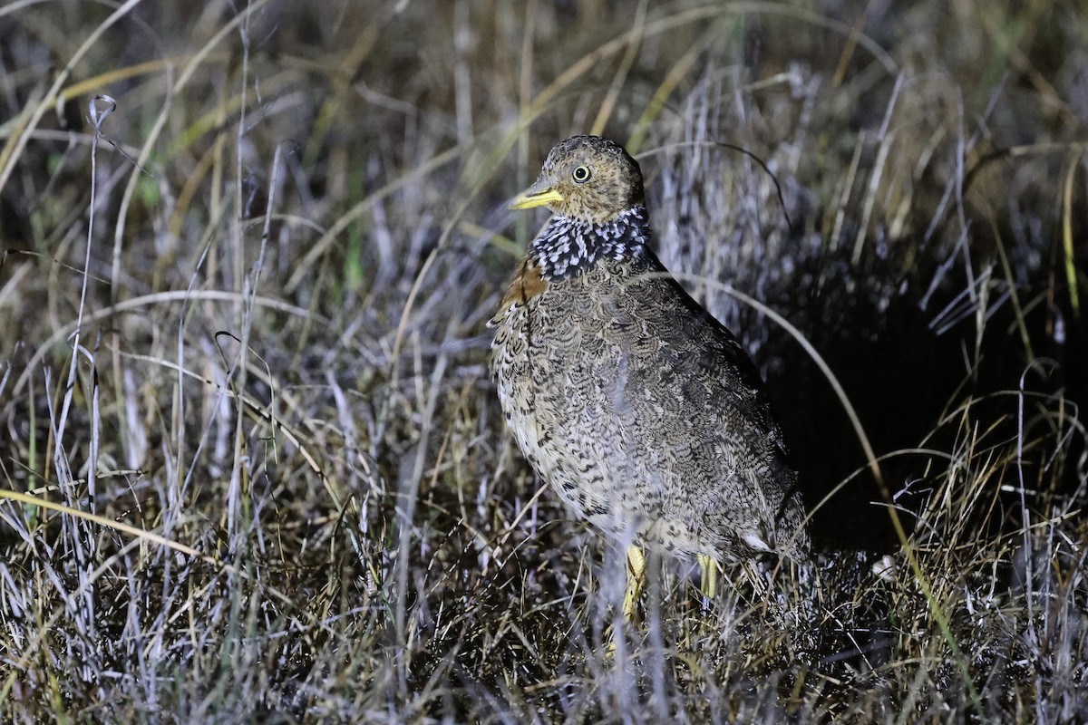 Plains-wanderer - ML643053936