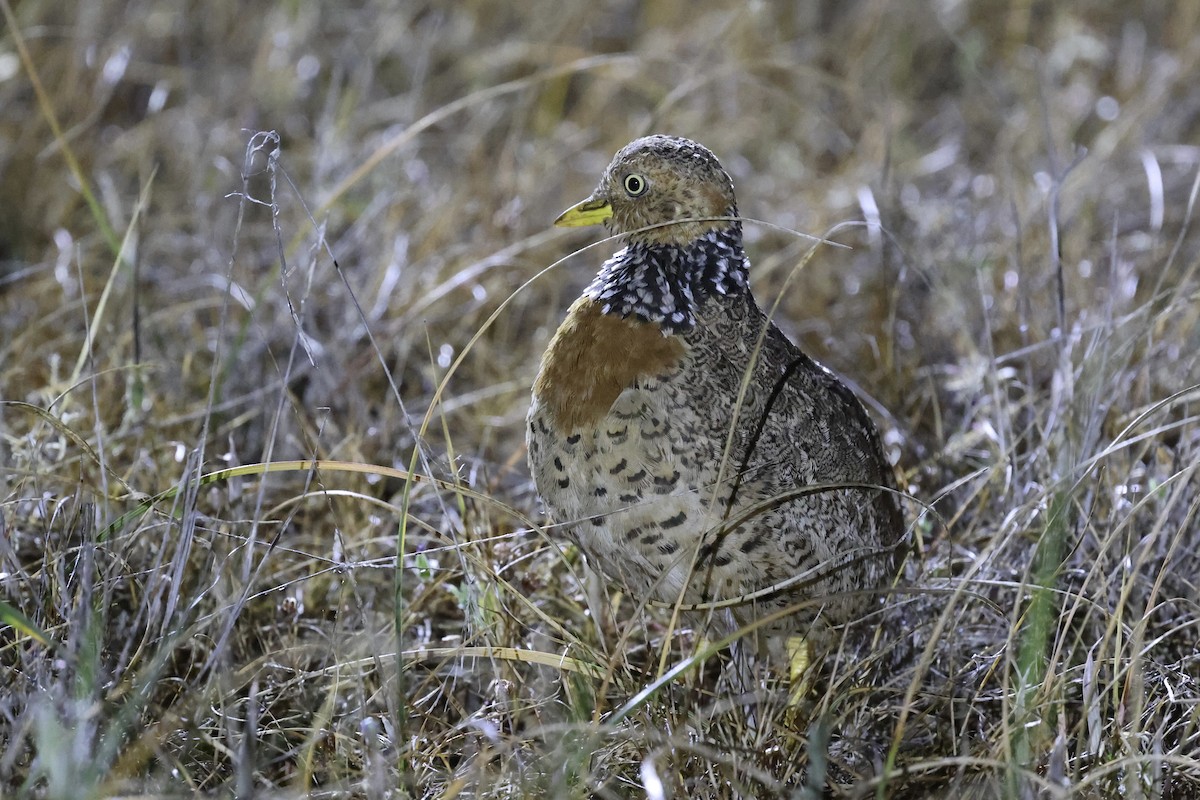 Plains-wanderer - ML643053937