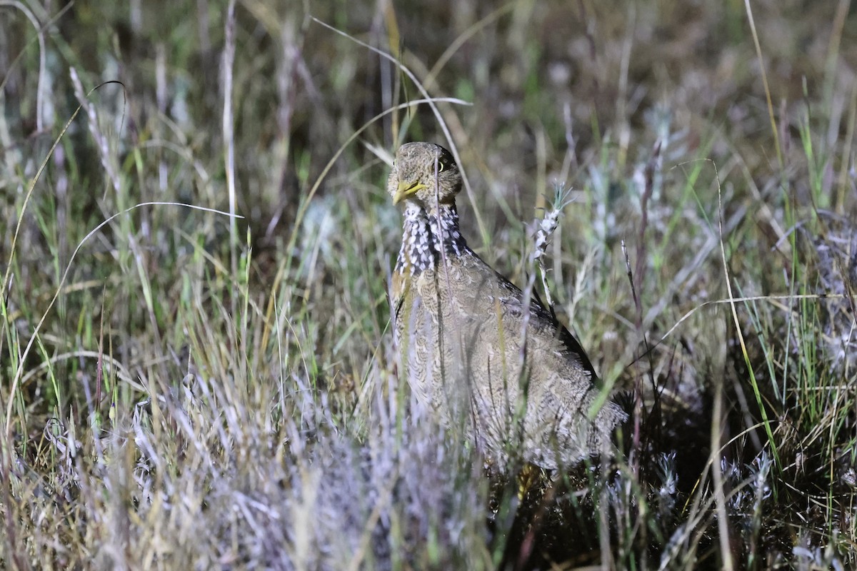 Plains-wanderer - ML643053938