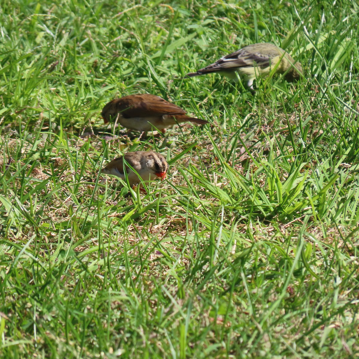 Pin-tailed Whydah - ML643053957