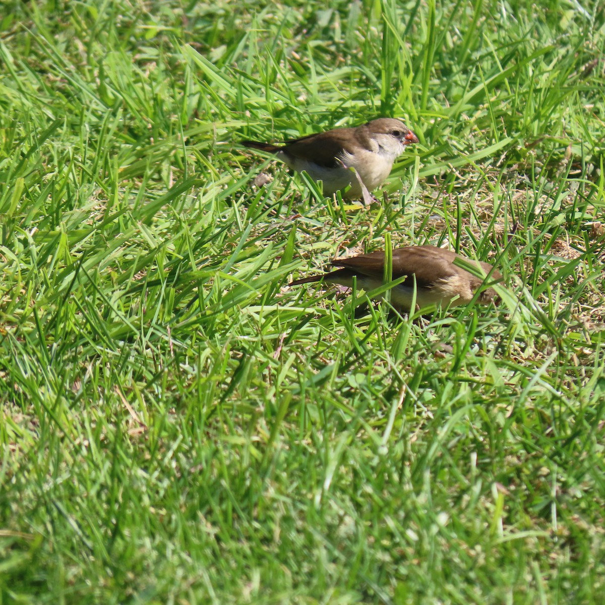 Pin-tailed Whydah - ML643053975