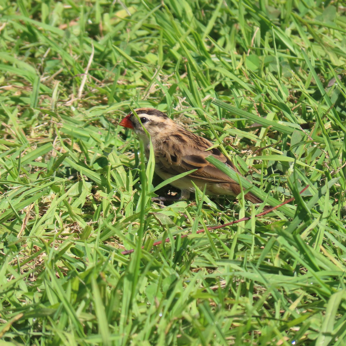 Pin-tailed Whydah - ML643053981