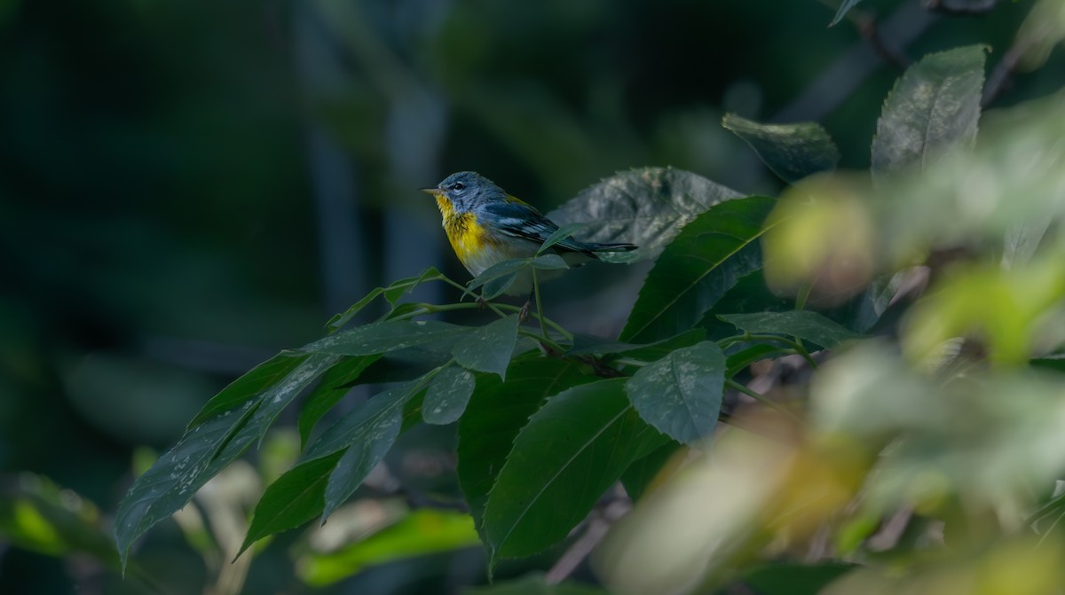 Northern Parula - ML643053984