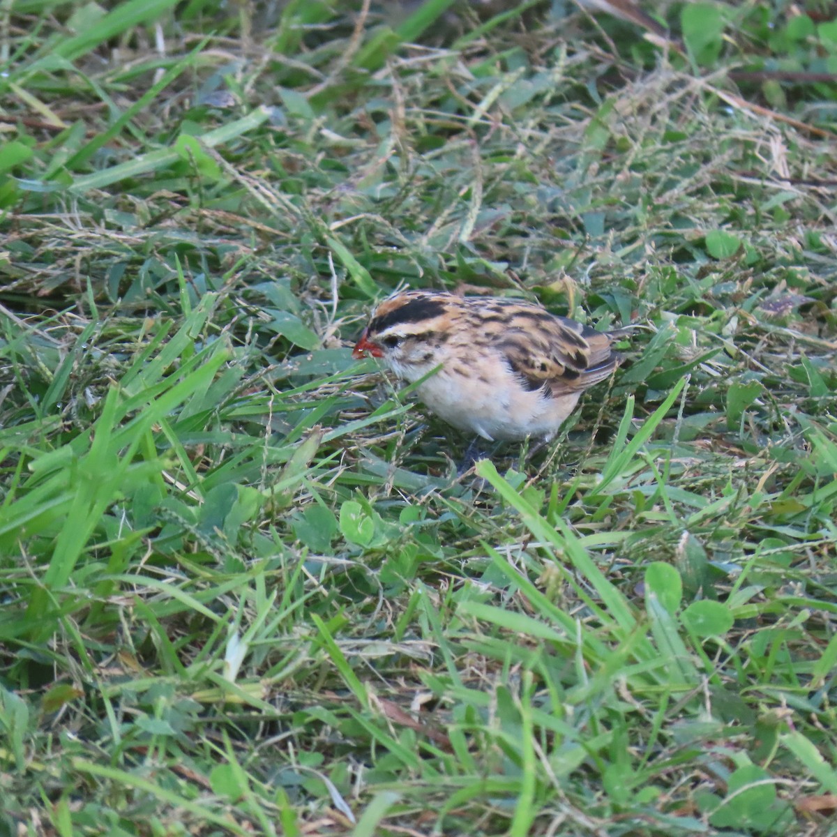 Pin-tailed Whydah - ML643053997