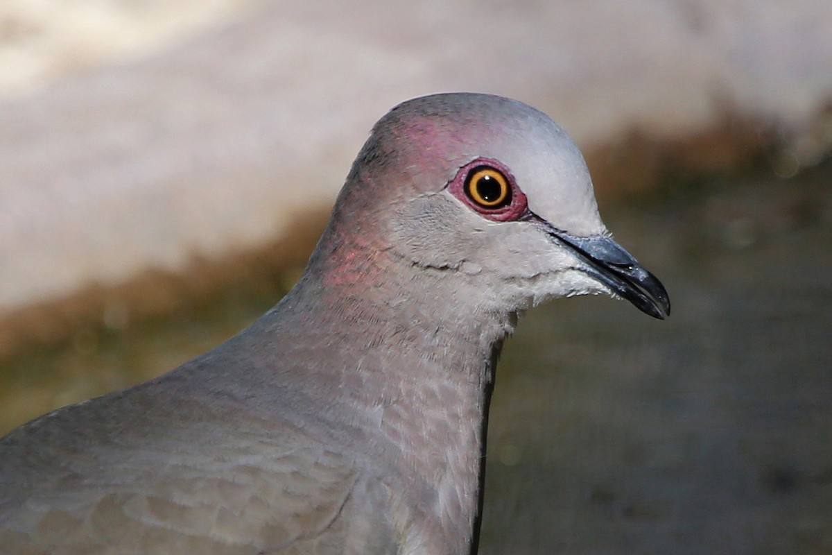 White-tipped Dove - ML643054001