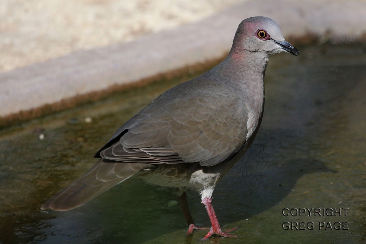 White-tipped Dove - ML643054002