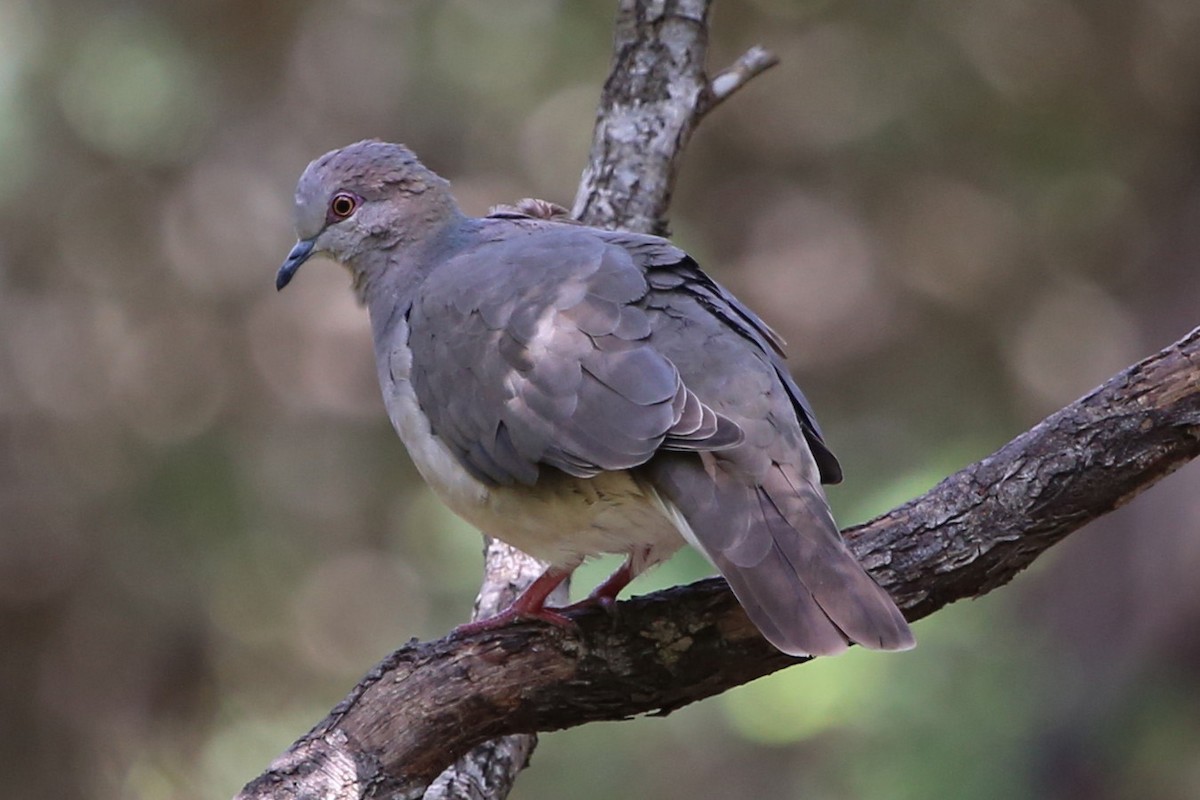 White-tipped Dove - ML643054003