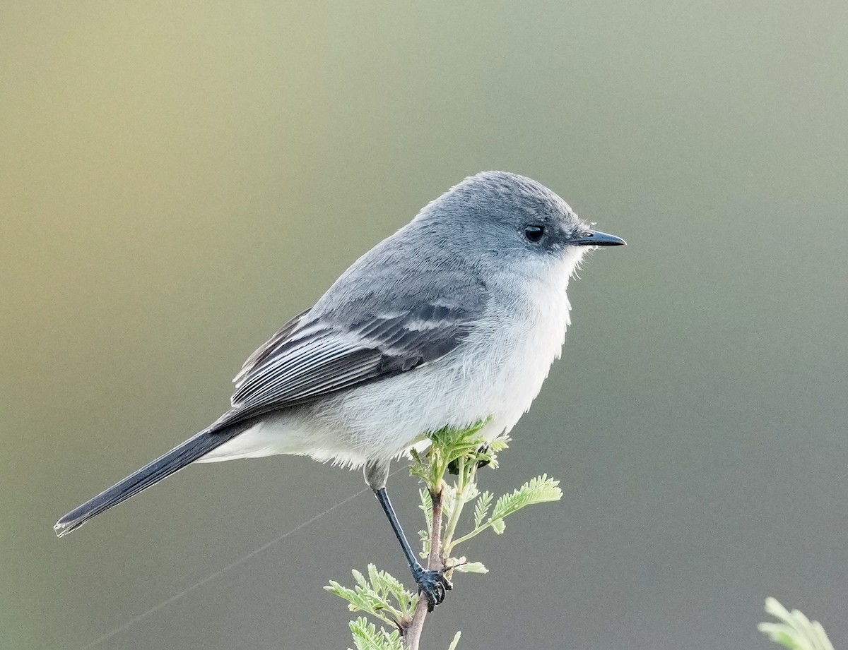 Sooty Tyrannulet - ML643054024
