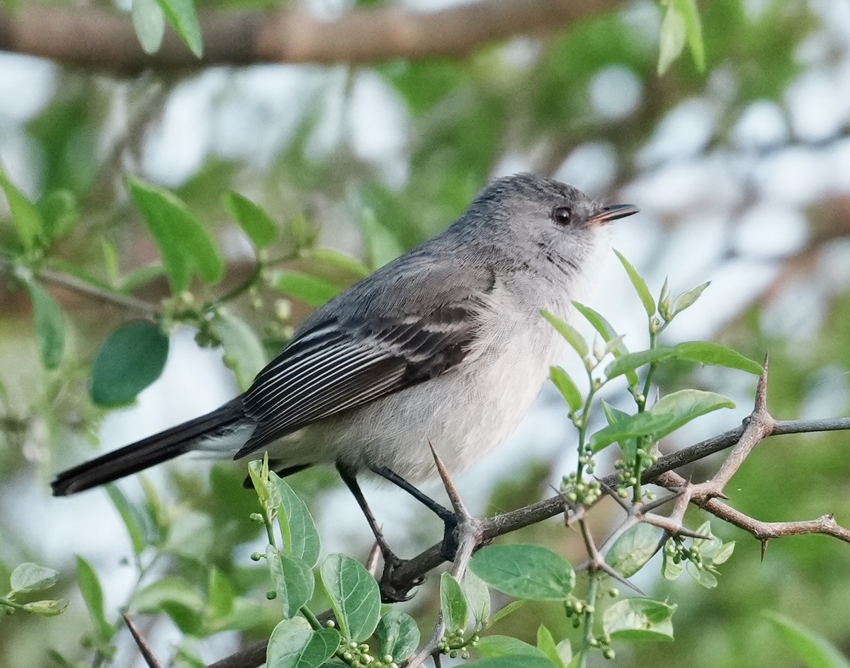 Sooty Tyrannulet - ML643054025