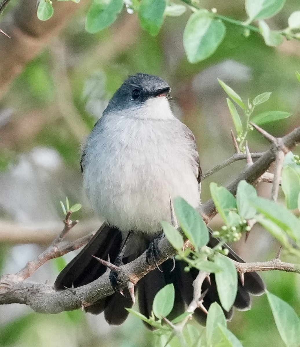 Sooty Tyrannulet - ML643054026