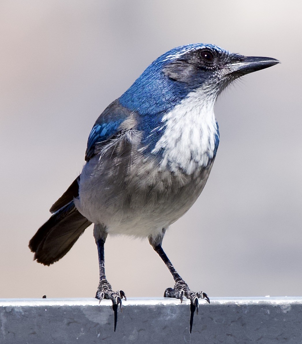 California Scrub-Jay - ML643054037