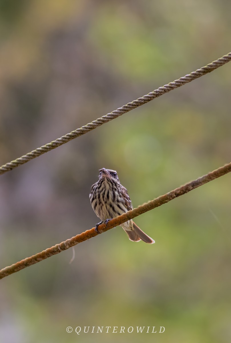 Streaked Flycatcher - ML643054055