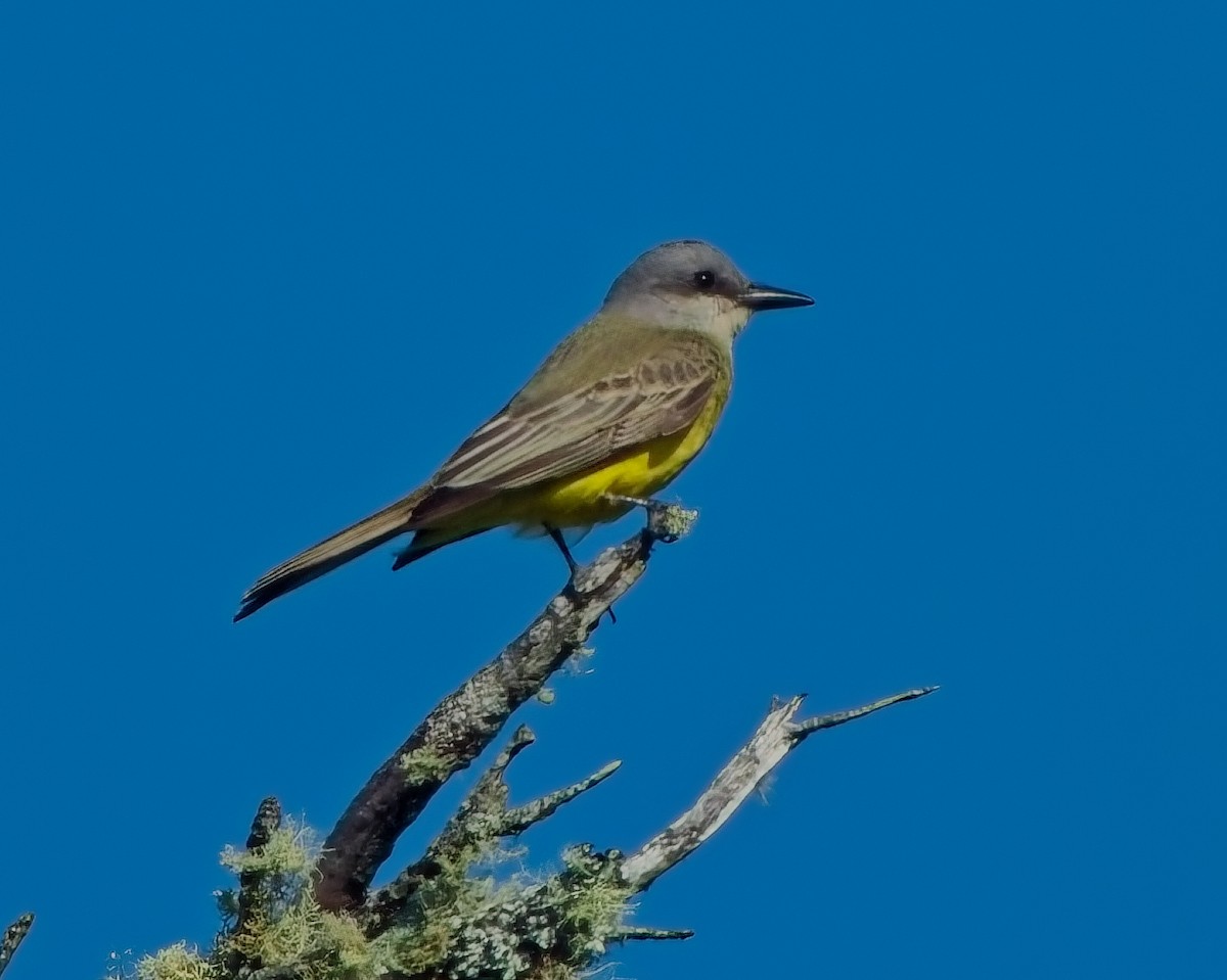 Tropical Kingbird - ML643054143