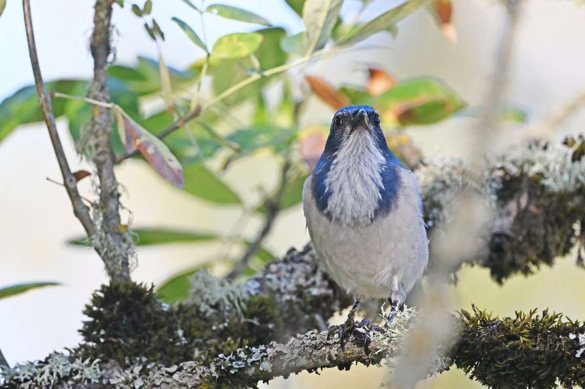 California Scrub-Jay - ML643054168