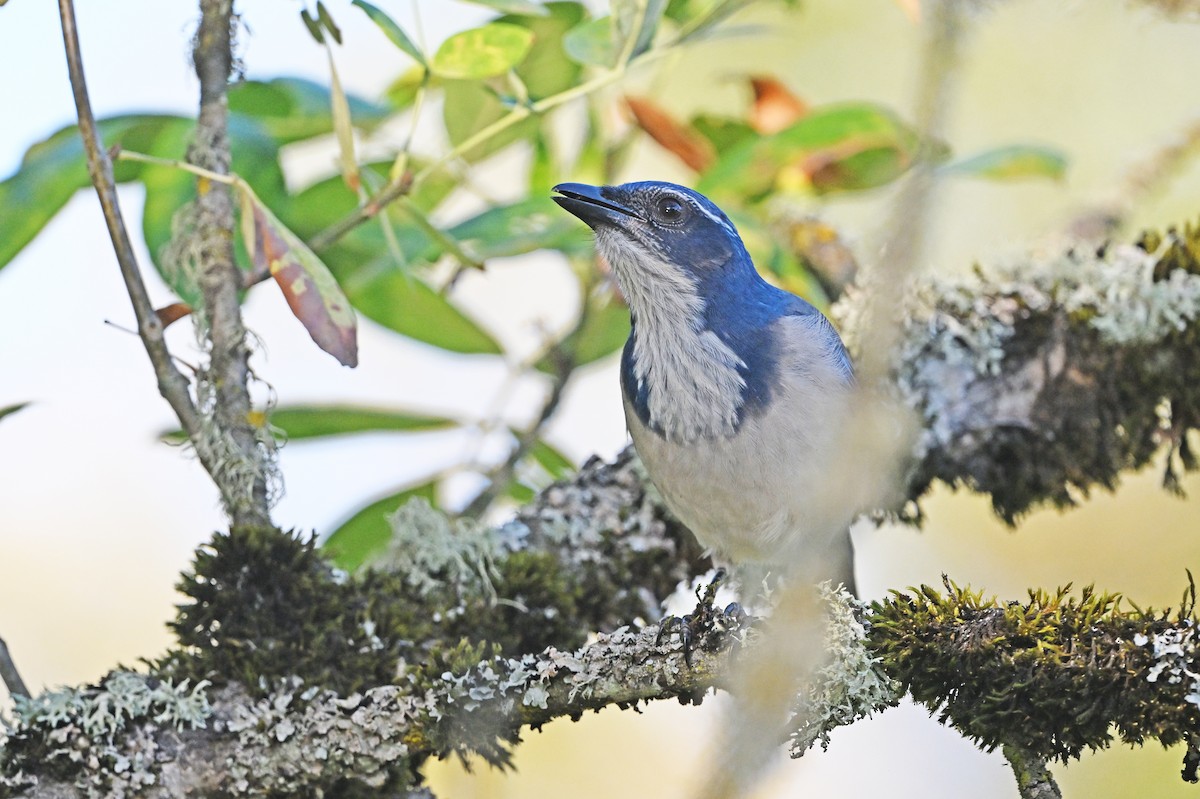 California Scrub-Jay - ML643054169