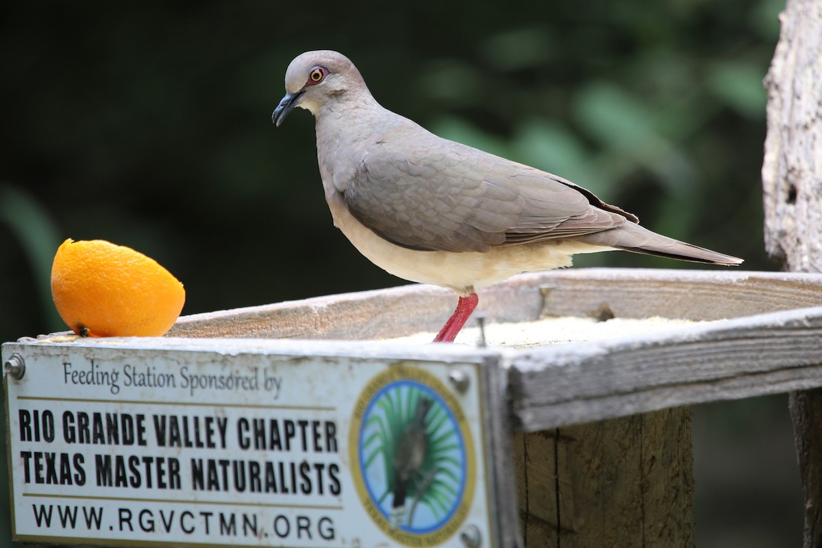 White-tipped Dove - ML643054184