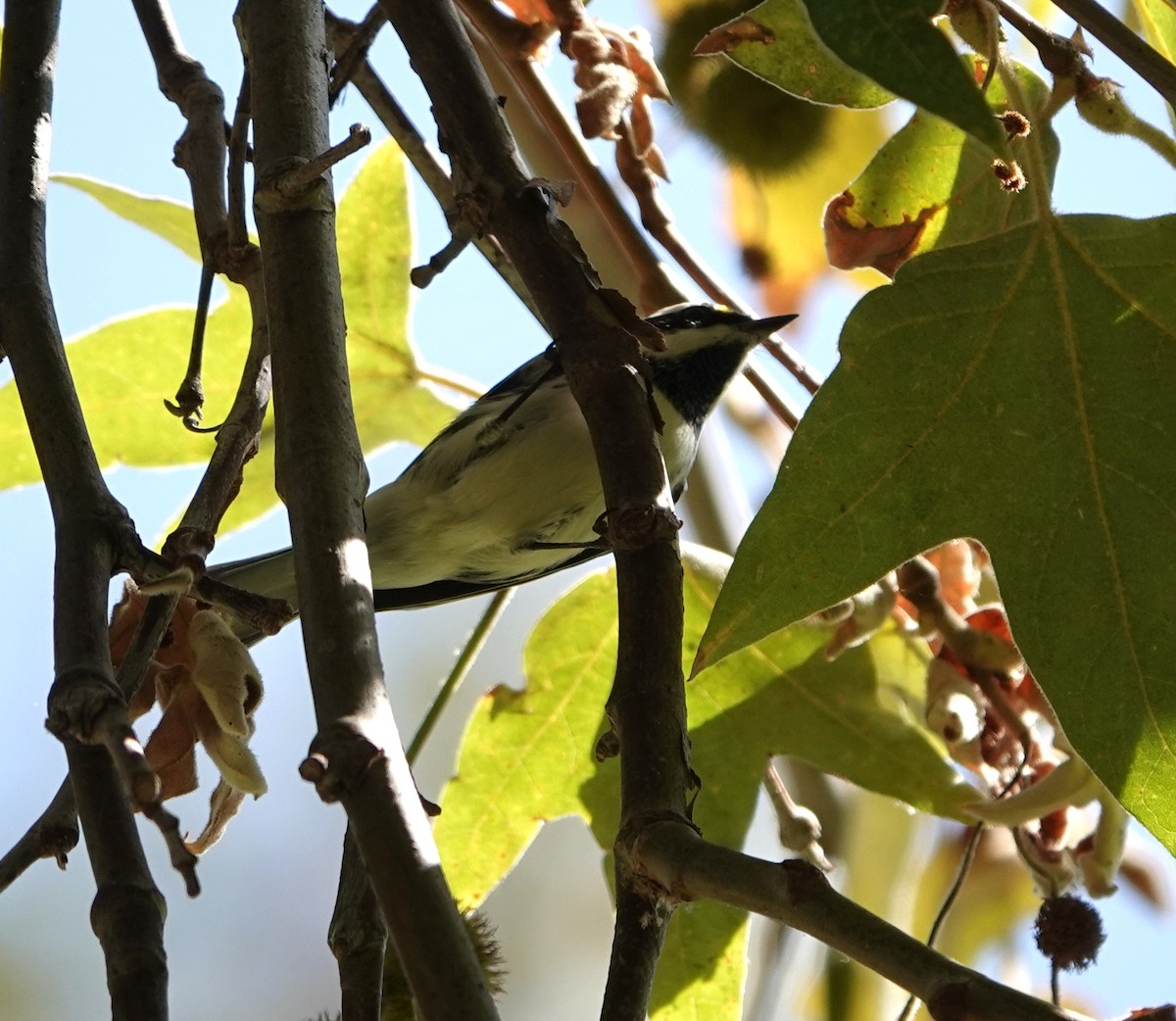 Black-throated Gray Warbler - ML643054209