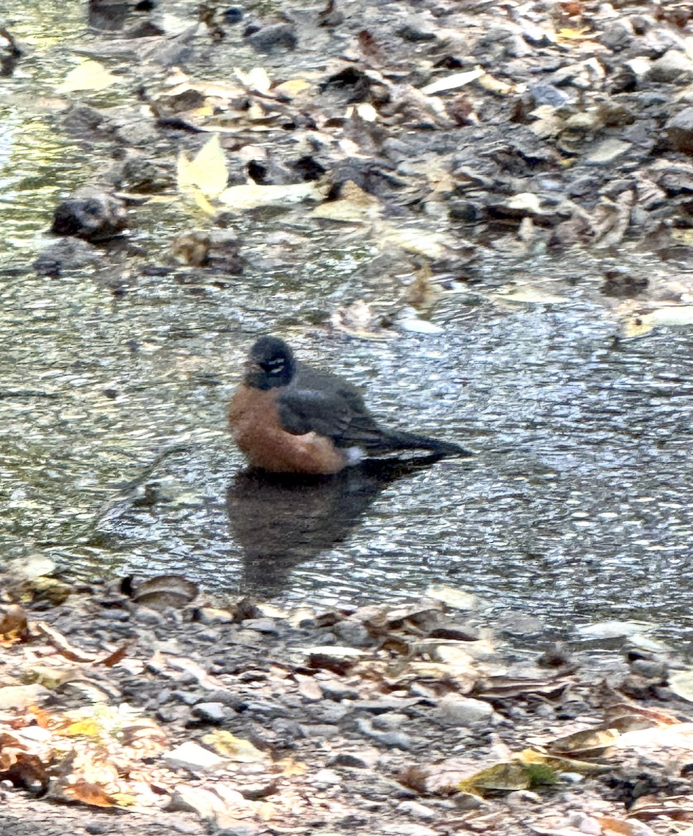 American Robin - ML643054234