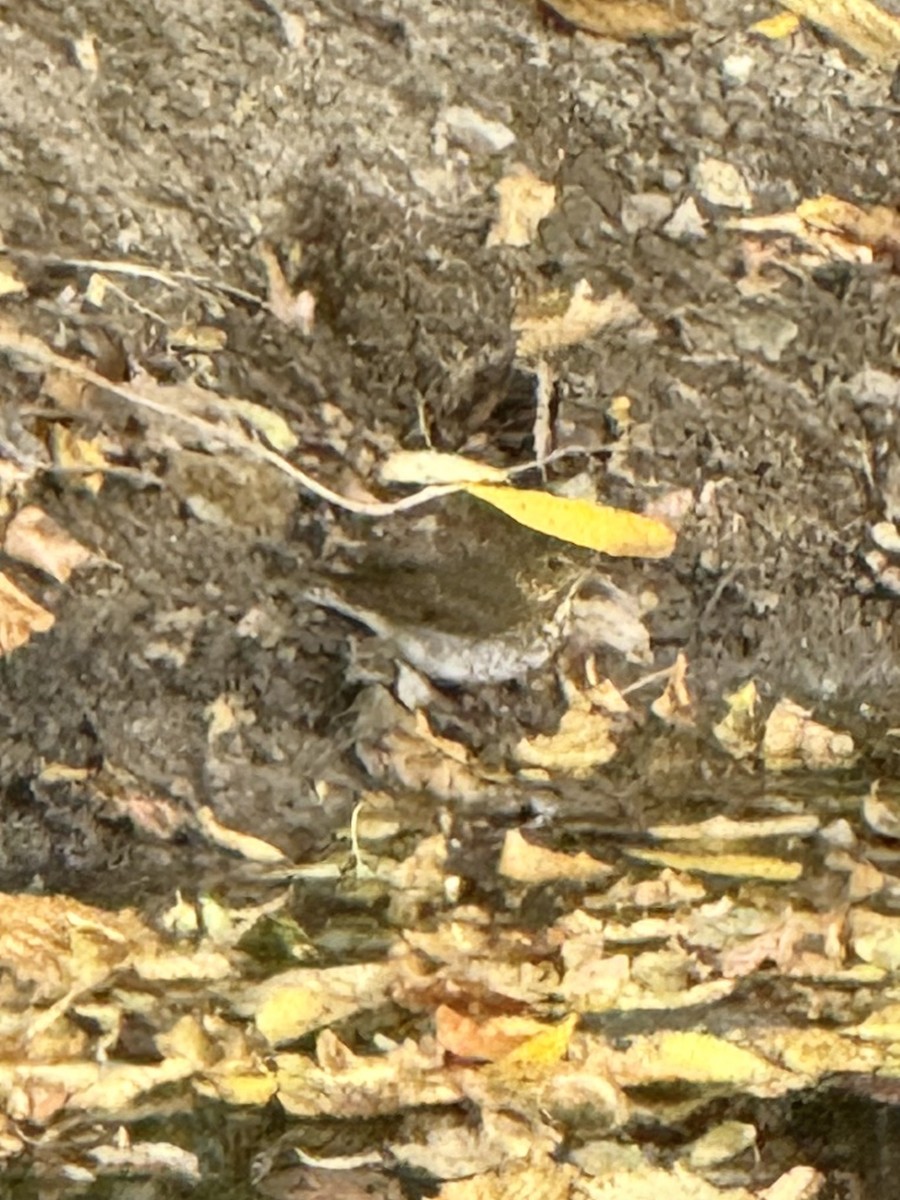 Hermit Thrush - ML643054238