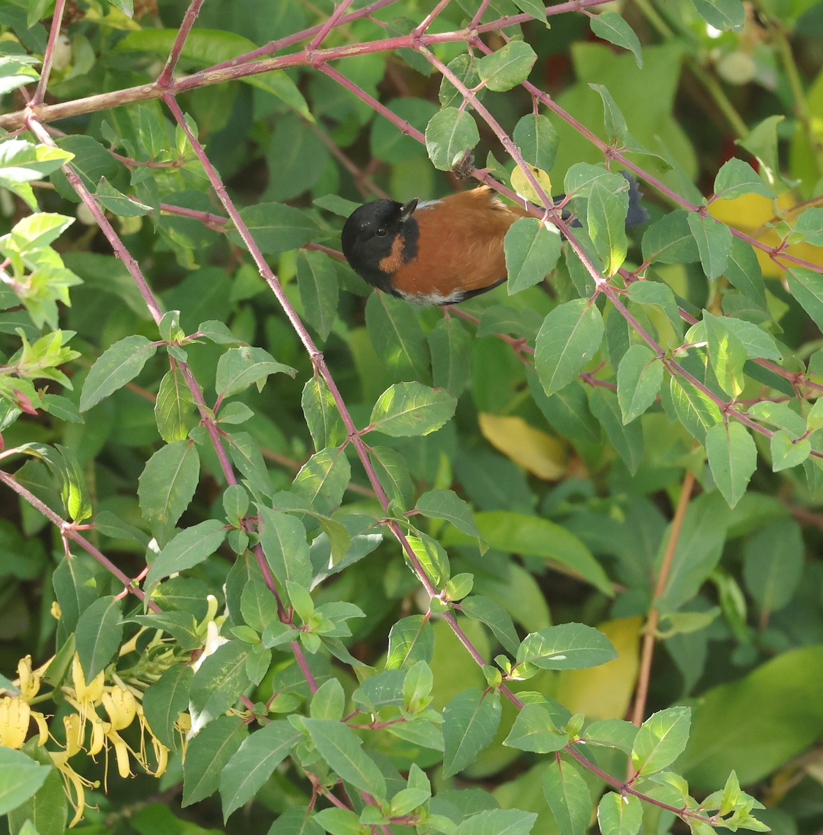 Black-throated Flowerpiercer - ML643054239