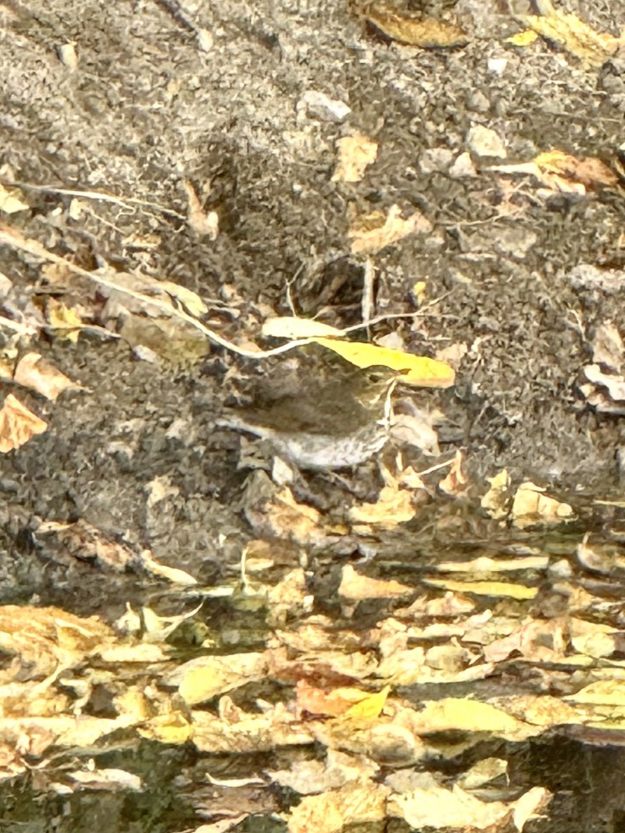 Hermit Thrush - ML643054240